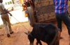 Udupi Police arrests Avinash, Basavaraj & others for illegal transportation of cattle